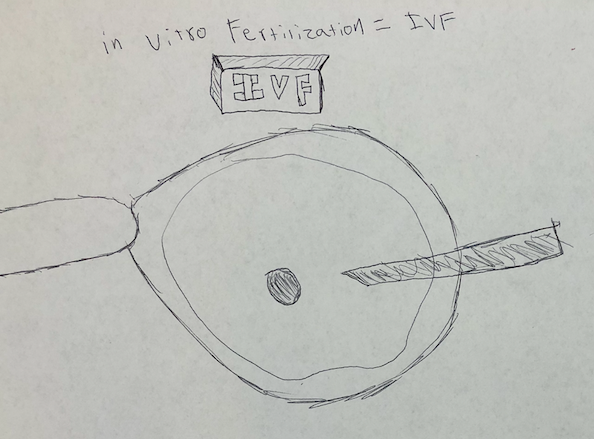 In-vitro fertilization (IVF) was an important concept in my unit on genetically editing zygotes. [Image description: a student illustration of a needle pointing at an egg in a petri dish.]