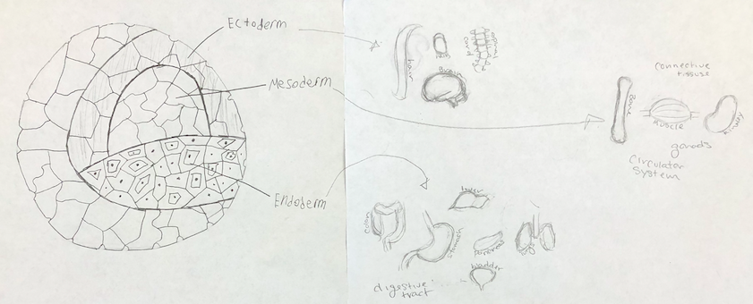 This student group illustrated the germ layers of an embryo and their developmental trajectory into different parts of the body.